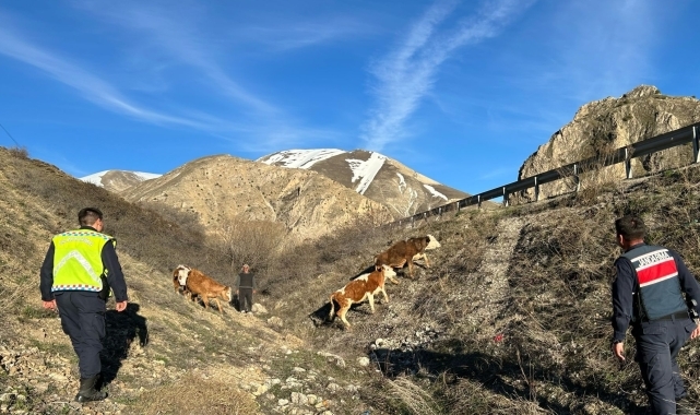 Bayburt'ta kaybolan 4 büyükbaş hayvanı jandarma buldu