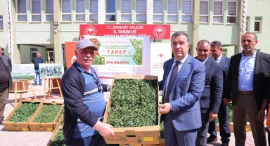 Bayburt'ta üreticilere fide dağıtıldı