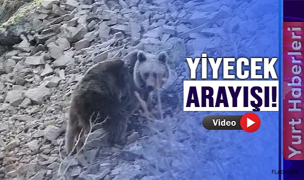 BOZAYI ARAZİYE İNDİ!