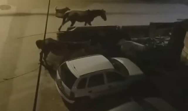 Bursa'da sokaklar gündüz insanlara, gece atlara kalıyor