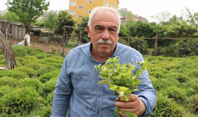 Çayın düşmanı: 'Telgraf otu'