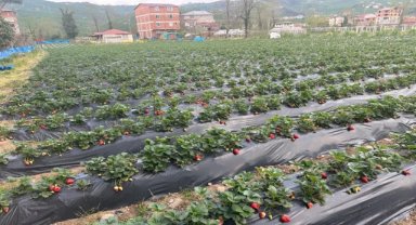 Çileğin Ordu ekonomisine bu yıl 90 milyon lira katkı sunması bekleniyor