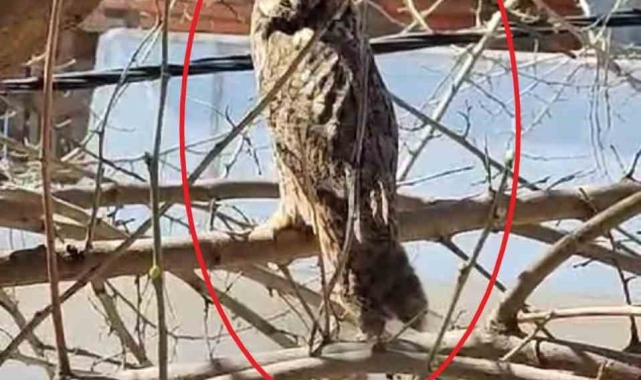 Diyarbakır'da nesli tükenmekte olan boynuzlu baykuş görüntülendi