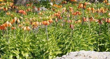 Diyarbakır'da 'ters laleler' doğayı renklendiriyor