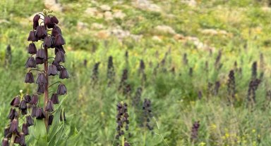 Doğanşehir'de dağ sümbülleri çiçek açtı
