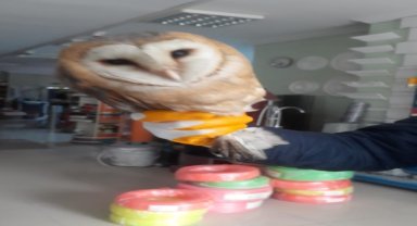 Düzce'de iş yerine giren peçeli baykuş doğaya salındı