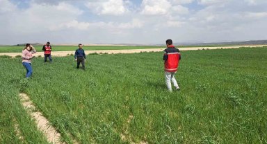 Ekili alanlarda pas ve mantar hastalığına rastlandı