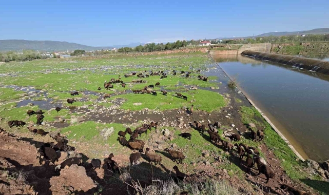 Elazığ'a bahar geldi, koyun sürüleri otlağa indi