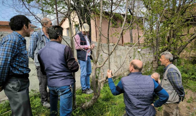Emet'te meyve üreticilerine budama ve aşılama eğitimi