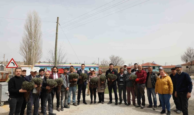 Eskişehir'de atıl tarım arazileri 590 bin lavanta ile renkleniyor