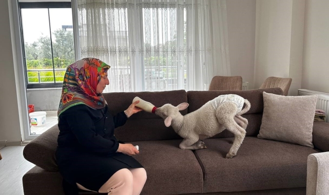 Evlerine aldıkları kuzuya bebek gibi bakıyorlar