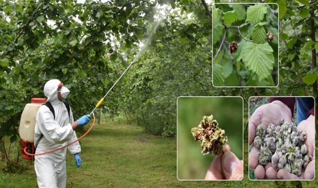 Fındıkta "kozalak akarı" uyarısı