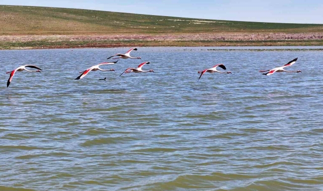 Flamingolar Gölbaşı'na misafir oldu