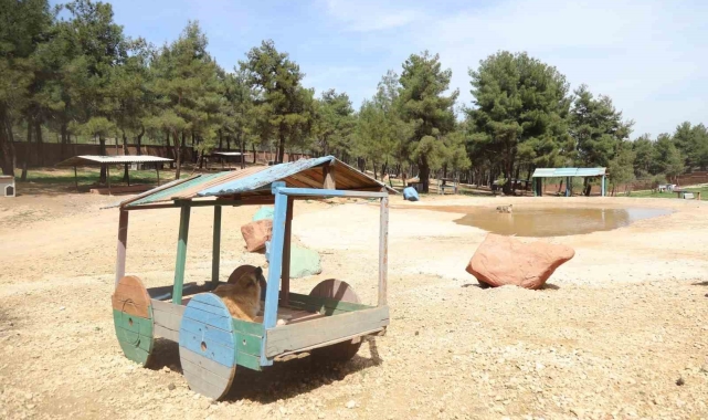 Gaziantep Büyükşehir, sokak hayvanlarına sahip çıkıyor