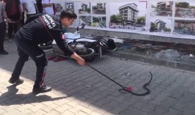 Gazipaşa'da yılan paniği