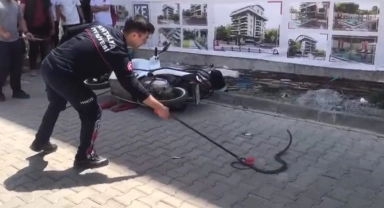 Gazipaşa'da yılan paniği