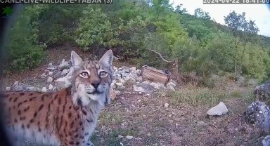 Gecenin hayaleti gündüz görüntülendi