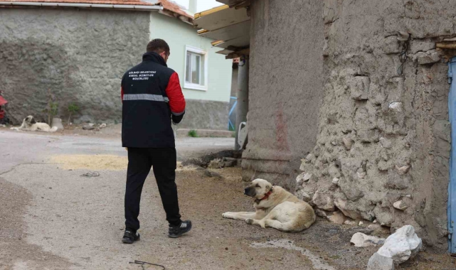 Gölbaşı Belediyesi sokak hayvanlarını aşıladı