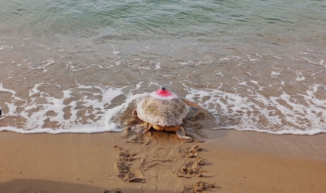 Güzel İzmir isimli caretta soluğu Mısır'da aldı