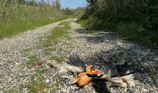 Hatay'da göç yolundaki leylekleri silahla vurdular