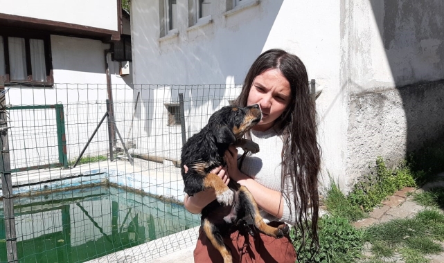 Havuzda boğulmak üzere olan yavru köpeği vatandaşlar kurtardı