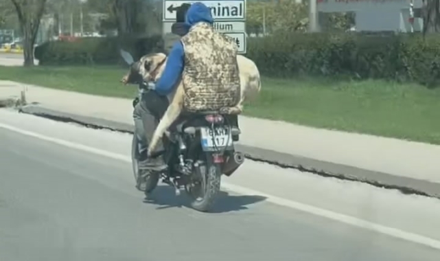 Hem kendi canlarını hem köpeği tehlikeye attılar