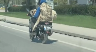 Hem kendi canlarını hem köpeği tehlikeye attılar