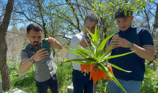 'Hüzün Çiçeği'ni koparanlara 244 bin 315 TL ceza