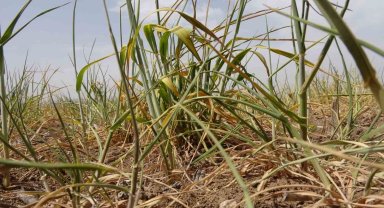 İç Anadolu'da kuraklık hububat üreticilerini endişelendiriyor