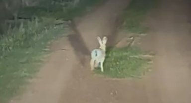İnatçı tavşan arkasındaki araca dakikalarca yol vermedi