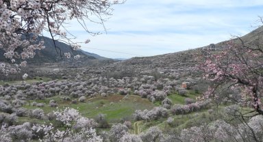 İspir'de bademler çiçek açtı