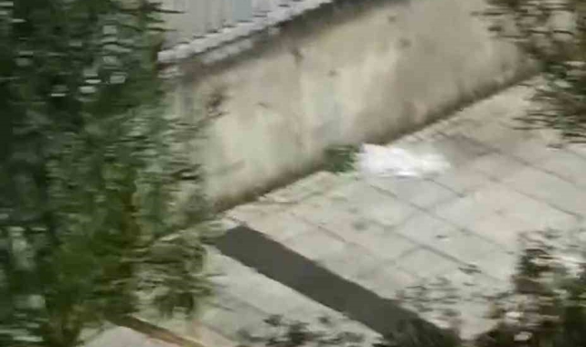 İstanbul'da bir şahıs tahtaları söküp saldırdığı ağaçla kavga etti: O anlar kamerada