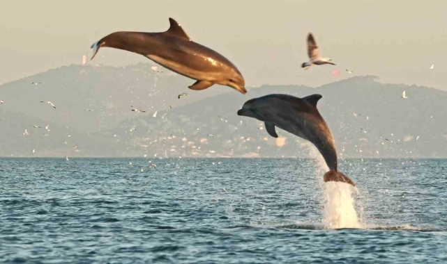 İstanbul'da yunusların coşkusu kameraya yansıdı