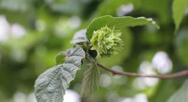 İstilacı tür 'Kahverengi kokarca' ile mücadele sürüyor