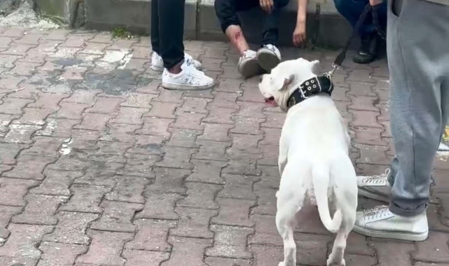 Kağıthane'de mezarlıkta başıboş bir köpek 12 yaşındaki çocuğu ısırdı