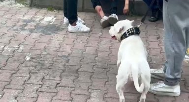 Kağıthane'de mezarlıkta başıboş bir köpek 12 yaşındaki çocuğu ısırdı