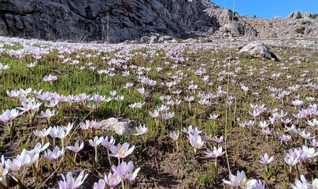 Kahramanmaraş'ta kardelenler görsel şölen oluşturuyor