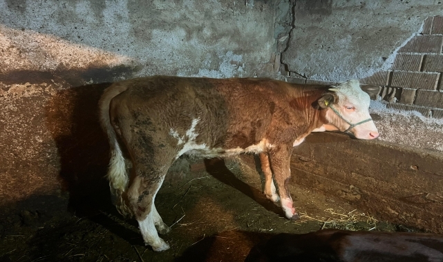 Kastamonu'da su kanalına düşen ineğin sahibi kulak küpesinden belirlendi