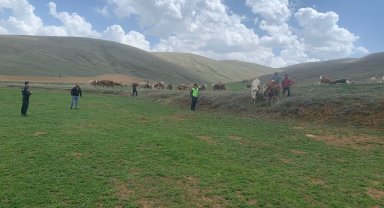 Kayıp büyükbaş hayvanlar drone ile bulundu