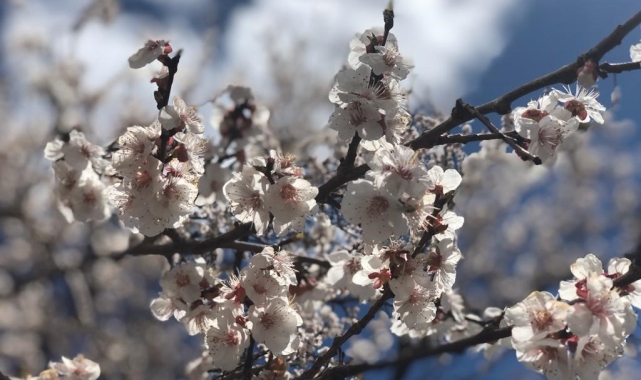 Kayısıda ilkbahar ilaçlaması