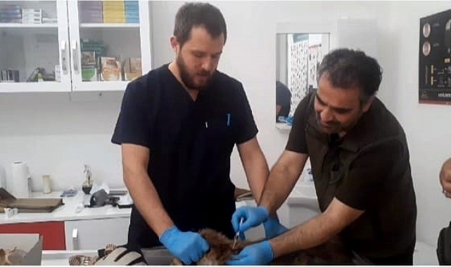 Kazdağları Milli Parklar Şefliği baygın bulunan tilki için seferber oldu