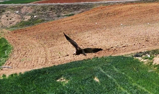 Kırıkkale'de ortaya çıktı, "dron" ile görüntülendi: Kızıl tuygun çiftçilerin dostu oldu
