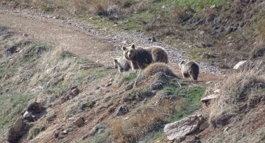 Kış uykusundan uyanan ayı ve yılanları görüntüledi