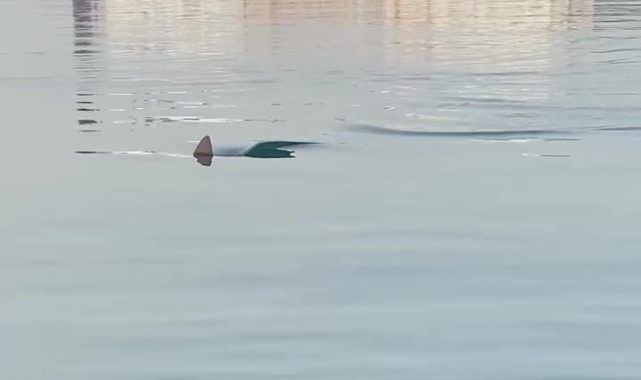 Köpek balığını görüntüleyen amatör balıkçının yaşadığı heyecan kameraya yansıdı