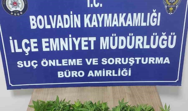 Kova içerisine ekili vaziyette 119 kök Hint keneviri ele geçirildi