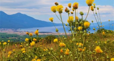 Kuşadası'nda yeni Tülüşah alanı keşfedildi