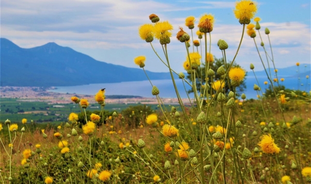 Kuşadası'nda yeni Tülüşah alanı keşfedildi