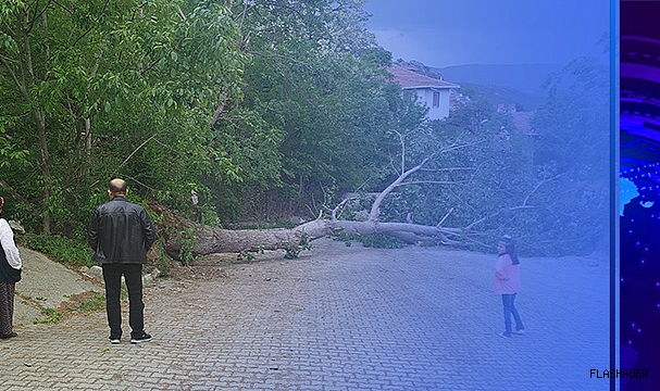 KUVVETLİ RÜZGAR NEDENİYLE DEVRİLEN AĞAÇ ELEKTRİK TELİNİ KOPARDI!