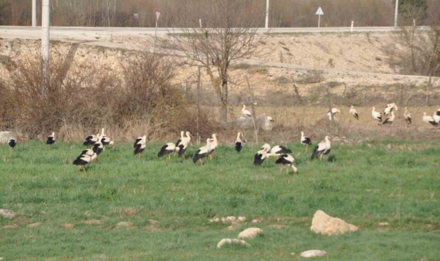 Leyleklerin göç durağı Bolu