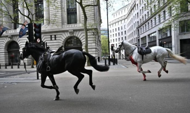 Londra'da kaçan Kraliyet atları ortalığı birbirine kattı: 4 yaralı